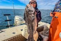 Американский рыболов поймал губана-таутогу рекордного размера