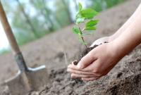На Черниговщине высадили более 2 миллионов саженцев лесных пород - ОГА