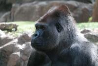 COVID-19 атакует животных: в зоопарке Атланты заболели гориллы