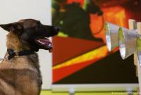 Собаки могут распознать зараженных Covid-19 по запаху