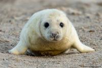 В Антарктике меньше тюленей, чем считали ученые