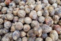 В Украину попал орех из Пакистана, вызывающий онкозаболевание: как выглядит опасный плод