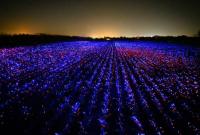 У Нідерландах поле цибулі перетворили на світлову інсталяцію
