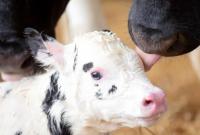 На Херсонщині зникають телята і корови