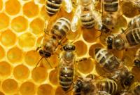 У Мінекономрозвитку обговорили законодавчі ініціативи щодо бджільництва