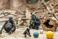В зоопарке Сан-Диего у горилл подтвердили коронавирус