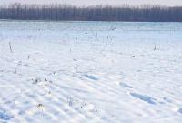 На Кіровоградщини посіви озимих можуть загинути від морозу