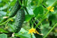 В Україні створили новий сорт огірків, що плодоносить 65 днів