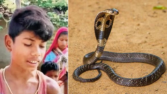 8-летний индийский мальчик загрыз змею насмерть с целью самообороны