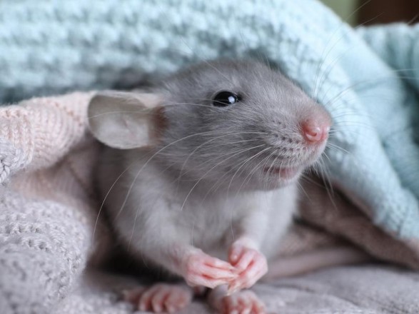Исследование показало, что крысы могут чувствовать музыкальный ритм и двигаться в такт