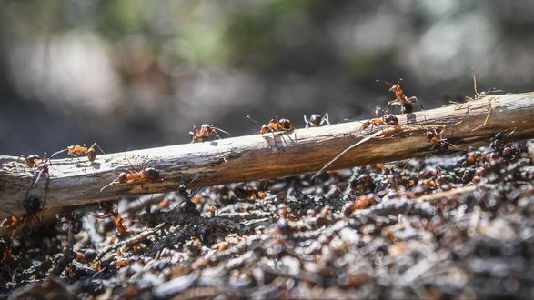 Исследование показало, что на Земле живет по меньшей мере 20 квадриллионов муравьев