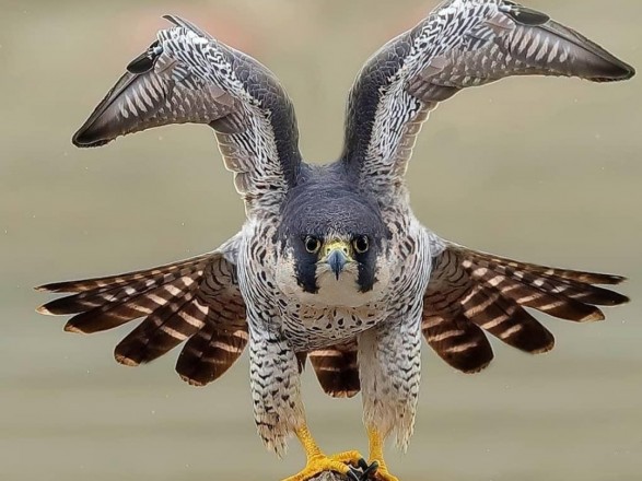 Ученые назвали самую быструю птицу на Земле