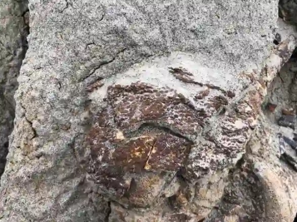 Археологи обнаружили скелет динозавра, покрытый кожей