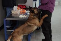 В одесском аэропорту собака-таможенник обнаружила у пассажирки марихуану