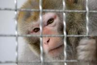 На компанию Маска Neuralink подали в суд за жестокое обращение с обезьянами