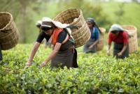 Производство чая в Индии в 2021 году сократилось на 4%