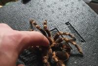 Неожиданная находка: брюссельский наркорейд обнаружил тарантулов, скорпионов и черепах