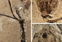В Китае исследователи обнаружили окаменелость растения возрастом 164 млн лет