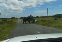 В Африке слон перевернул автомобиль с туристами