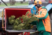 В Киеве с 4 января начнут работать 15 пунктов утилизации новогодних елок