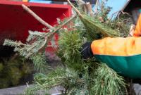 В столице открыли дополнительные пункты утилизации новогодних елок