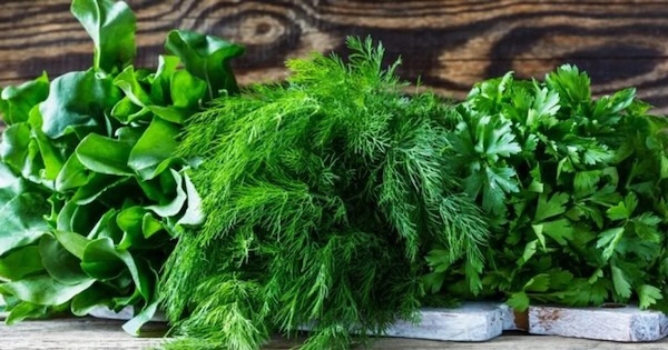 Какую зелень нужно обязательно добавить в свой рацион: эффективно снижает холестерин