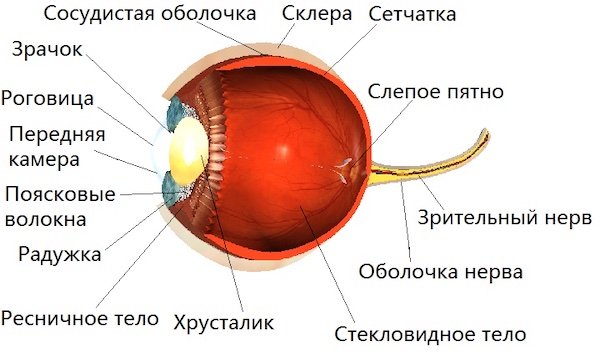 Предотвращение глаукомы и катаракты: как восстановить зрение без операций