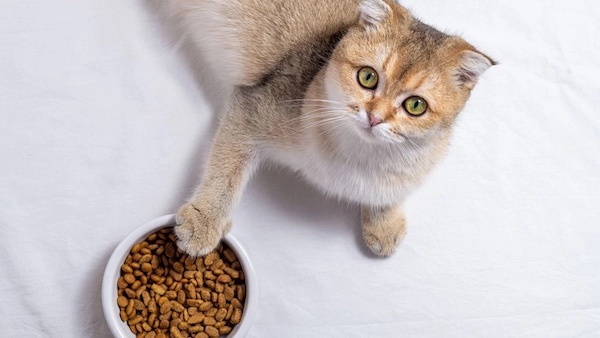 Преимущества сухих кормов для кошек Brit Care