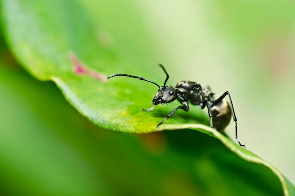 Народные средства от муравьев в огороде - дедовские методы, которые всегда работают