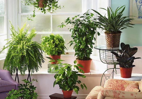 5 простых советов для ухода за растениями