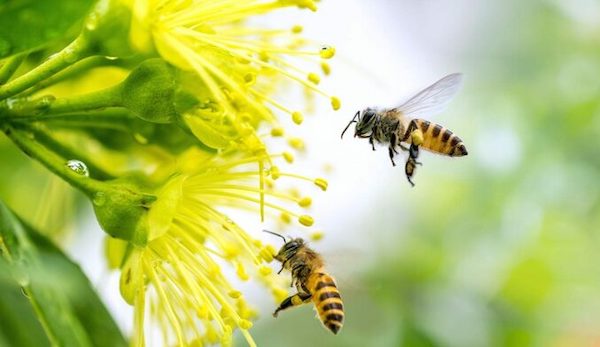 Пчел решили привлечь к разминированию украинских полей, - новый проект МИД