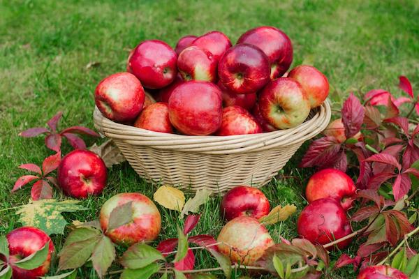 Что происходит с вашим телом, когда вы ежедневно едите яблоки