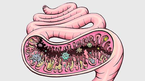 Хорошо питайте микробы кишечника, иначе они будут питаться вами