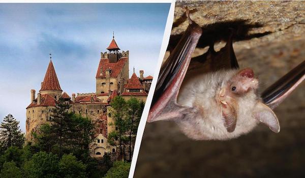 Отпуск стал фильмом ужасов: туристы случайно арендовали на Airbnb "замок Дракулы"